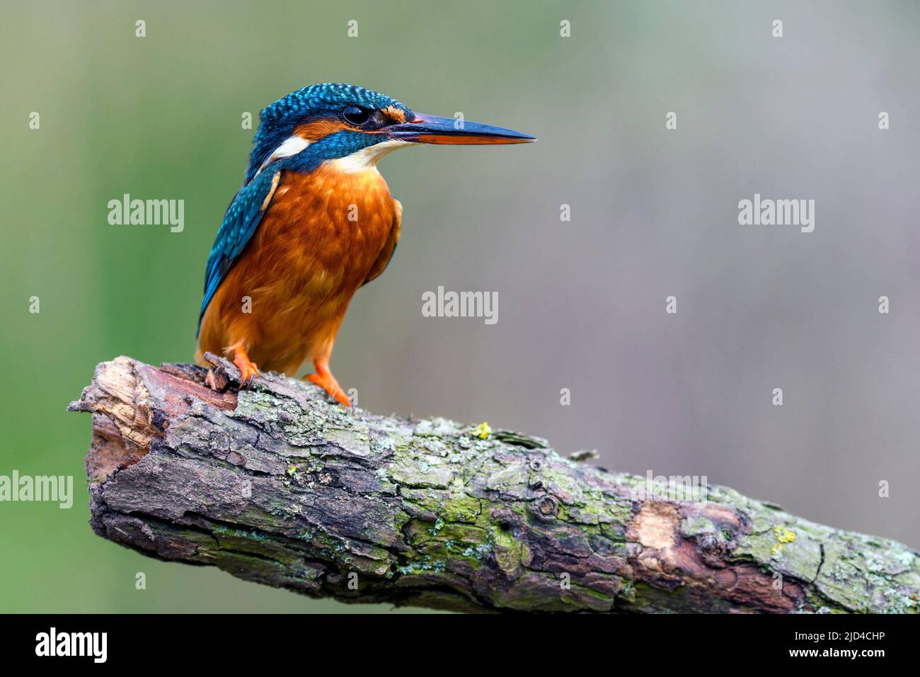Common kingfisher (Alcedo atthis) from Leicestershire, UK. Stock Photo