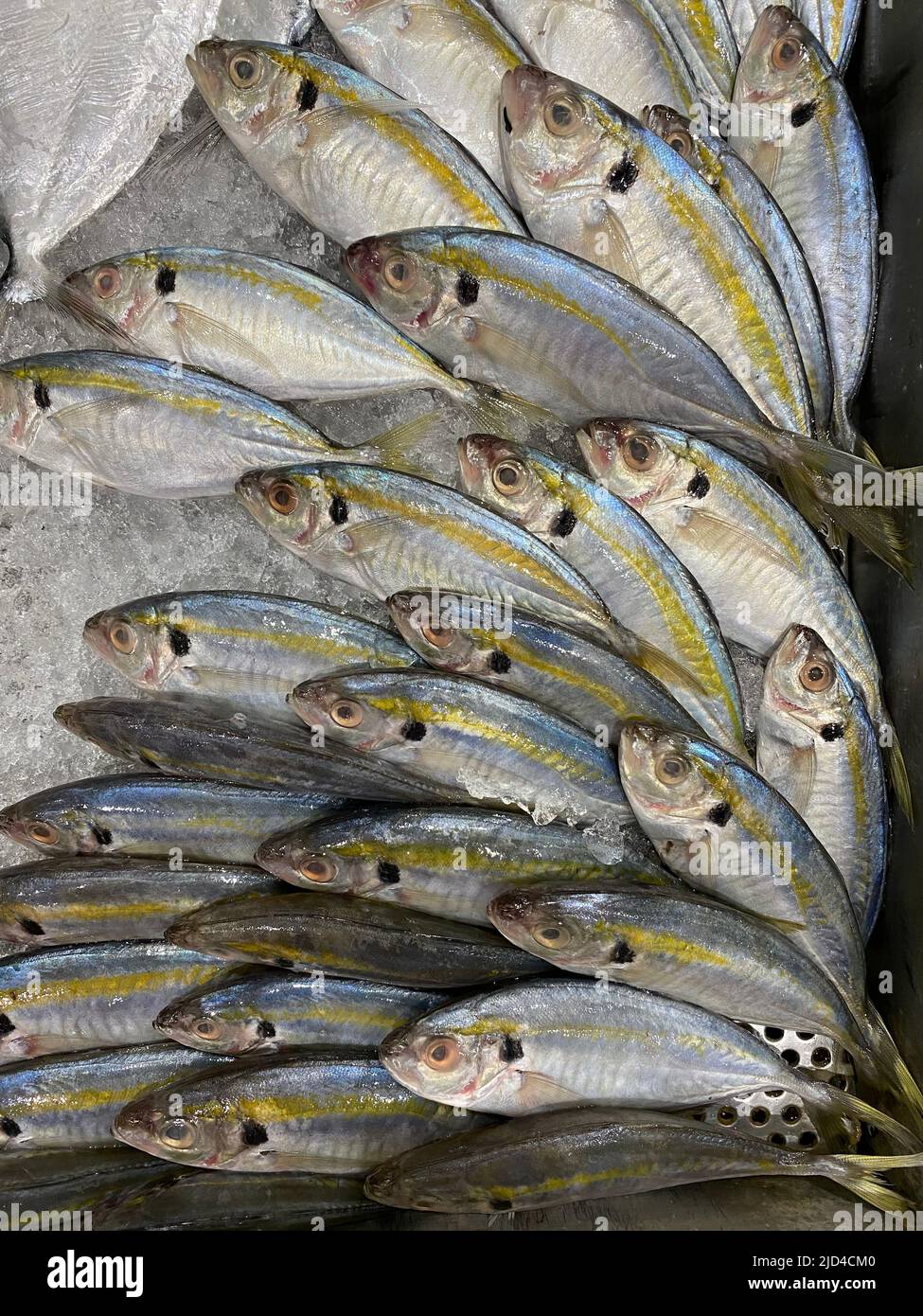 Photo of Philippine fish Salay Ginto, karabalyas, yellowstripe scad