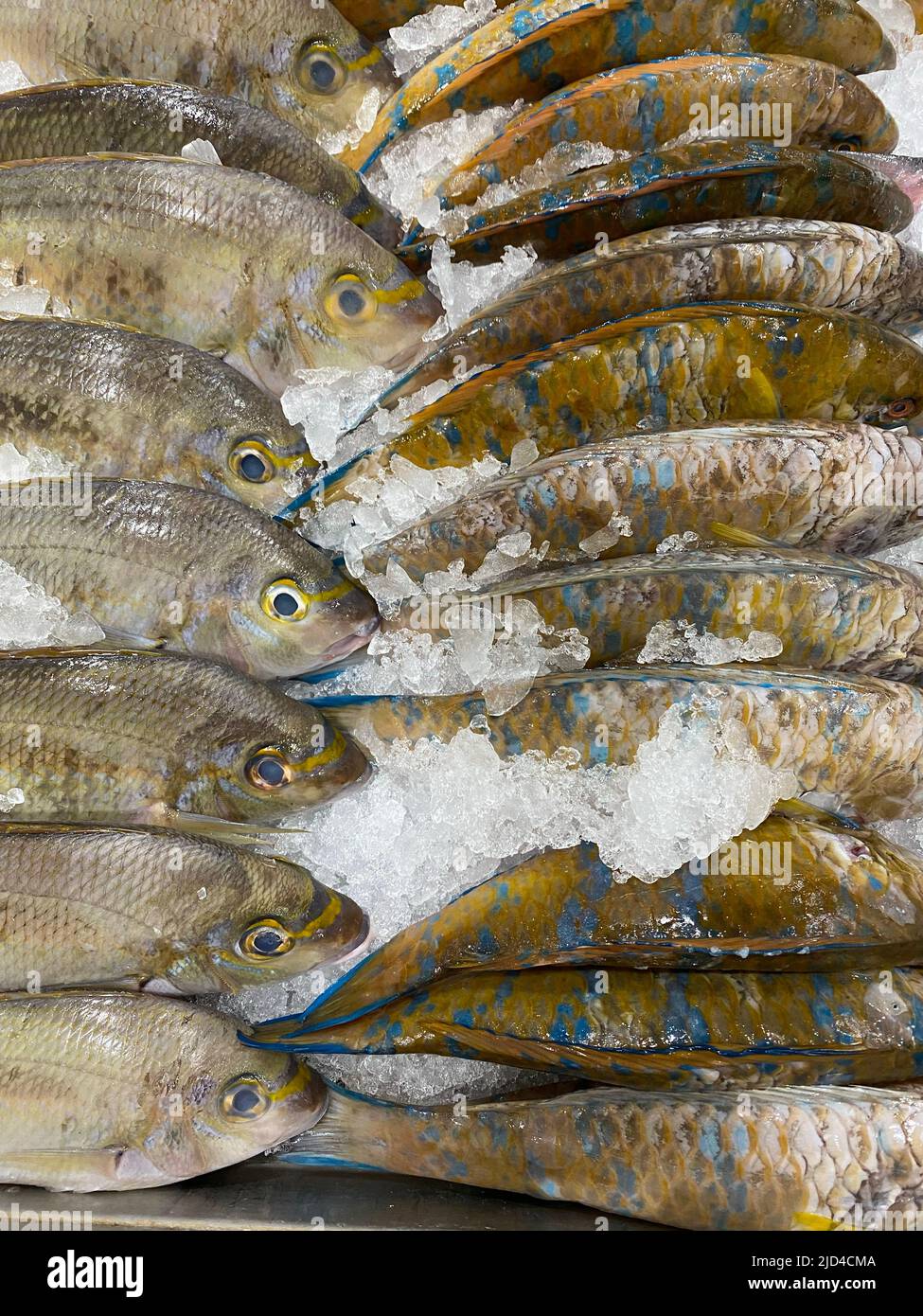 Photo of Philippine fish molmol, loro parrotfish or loro fish Stock