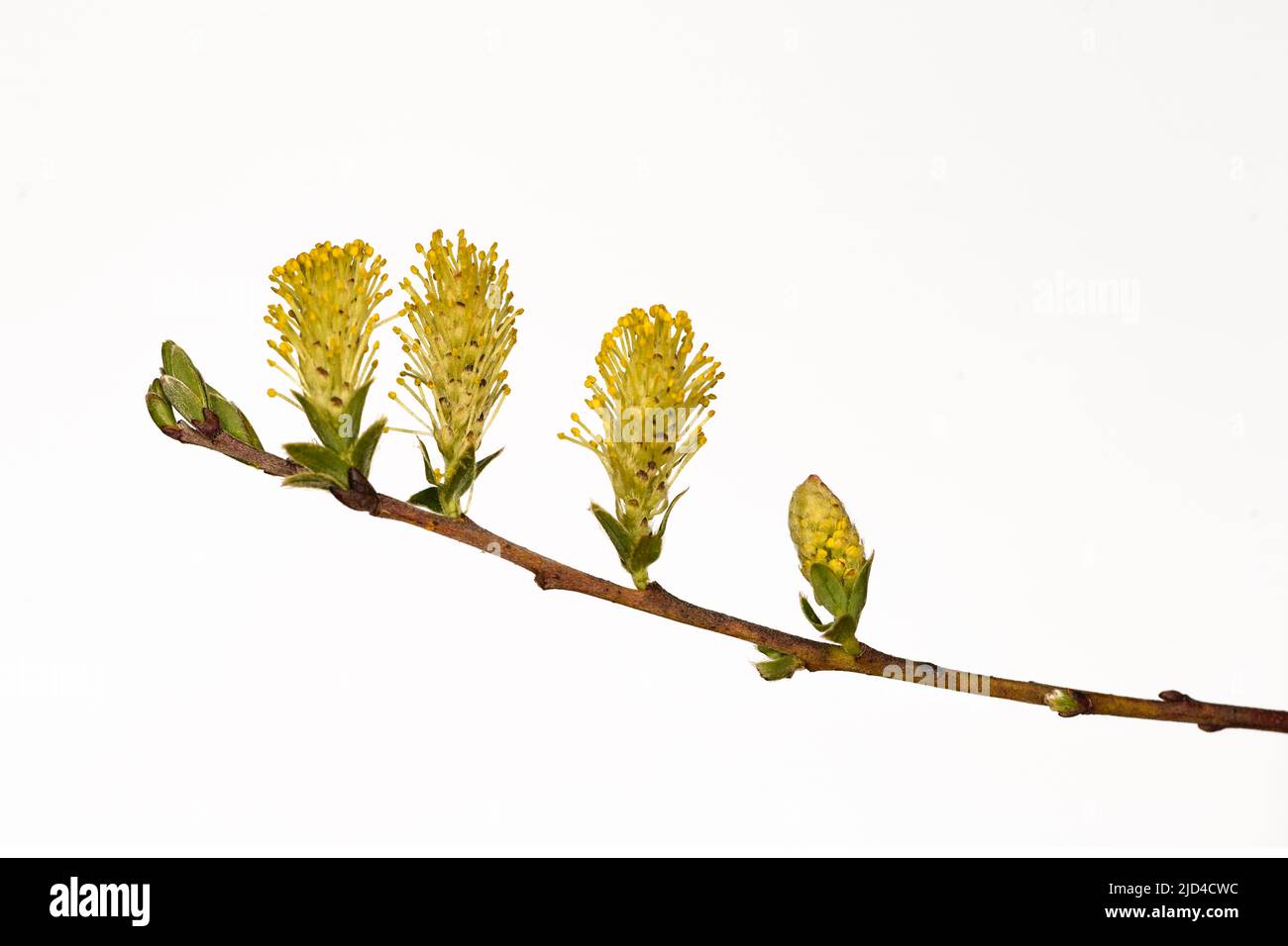 Flowers of creeping willow (Salix repens). Stock Photo