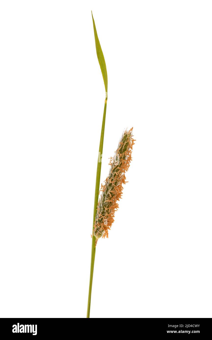 Meadow foxtail (Alopecurus pratensis ). Stock Photo