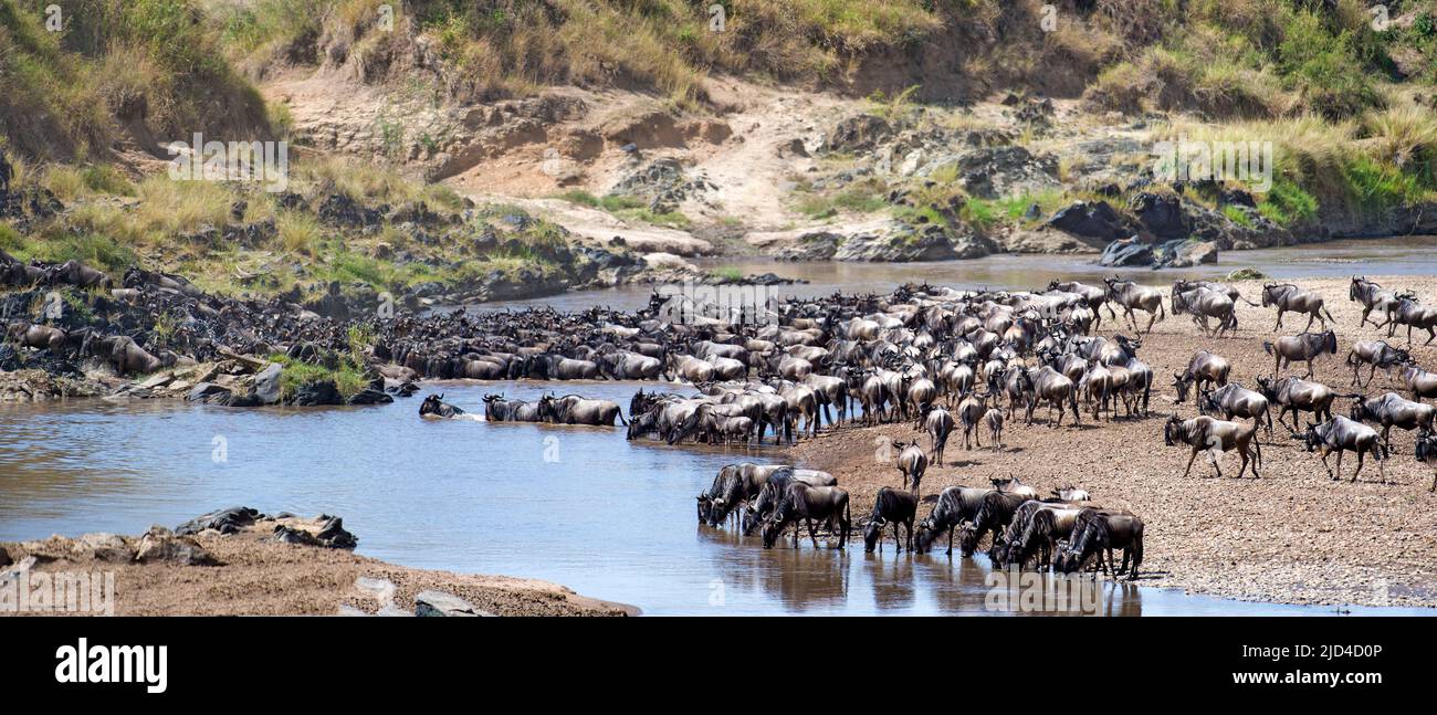 Wildebeests crossing Mara River, Kenya in August 2014. Stock Photo