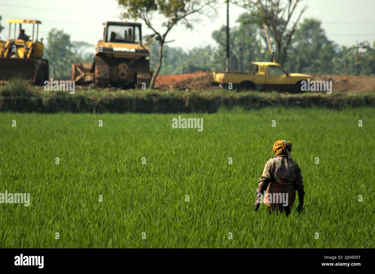 A woman farmer working on roadside rice field, in a background of heavy ...
