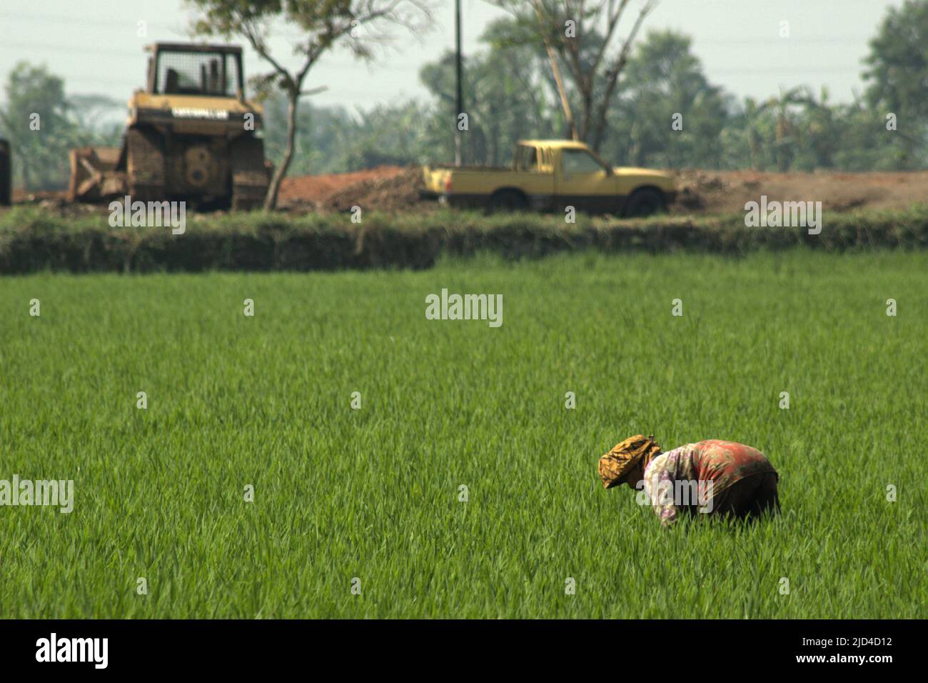 A woman farmer working on roadside rice field, in a background of heavy ...