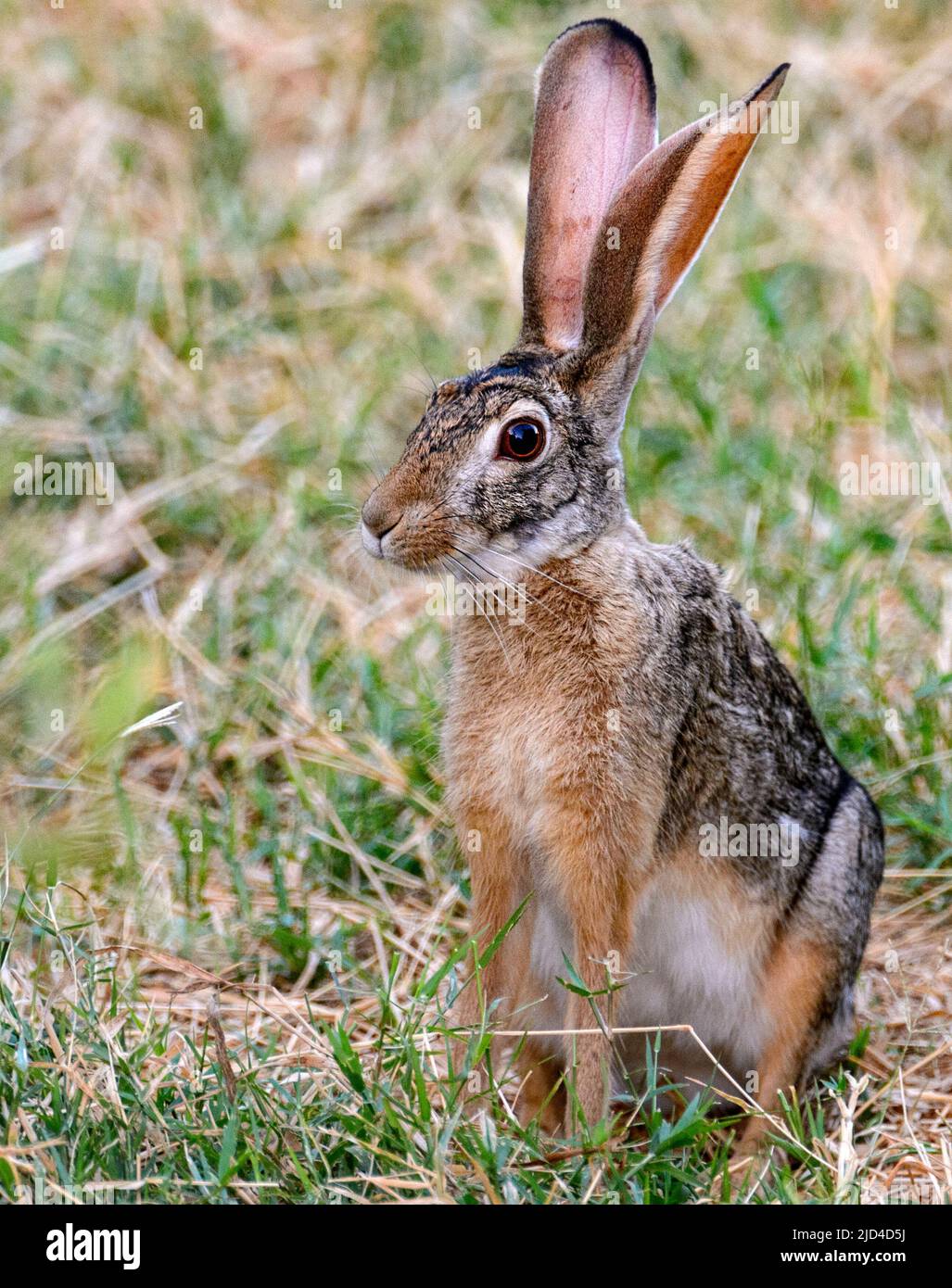 Cape hare (Lepus capensis) from Samburu NR, Kenya. Stock Photo