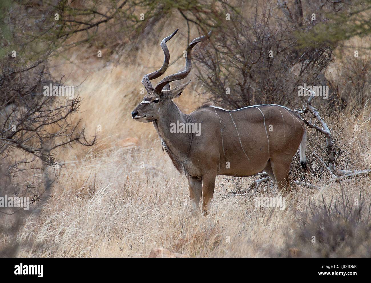 Male greater kudu (Tragelaphus strepsiceros) from Samburu NR, Kenya. Stock Photo