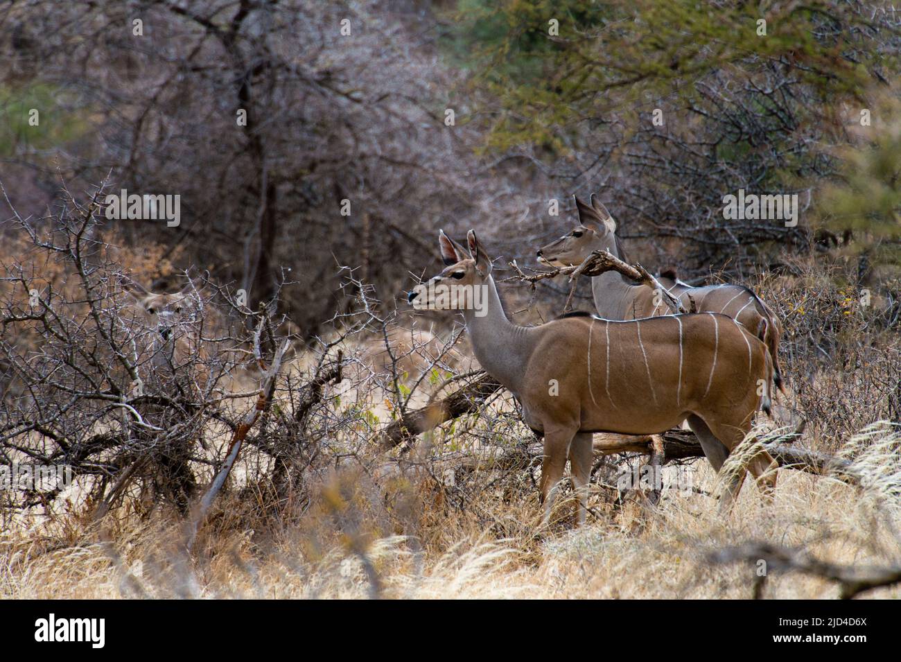 Females greater kudu (Tragelaphus strepsiceros) from Samburu NR, Kenya. Stock Photo