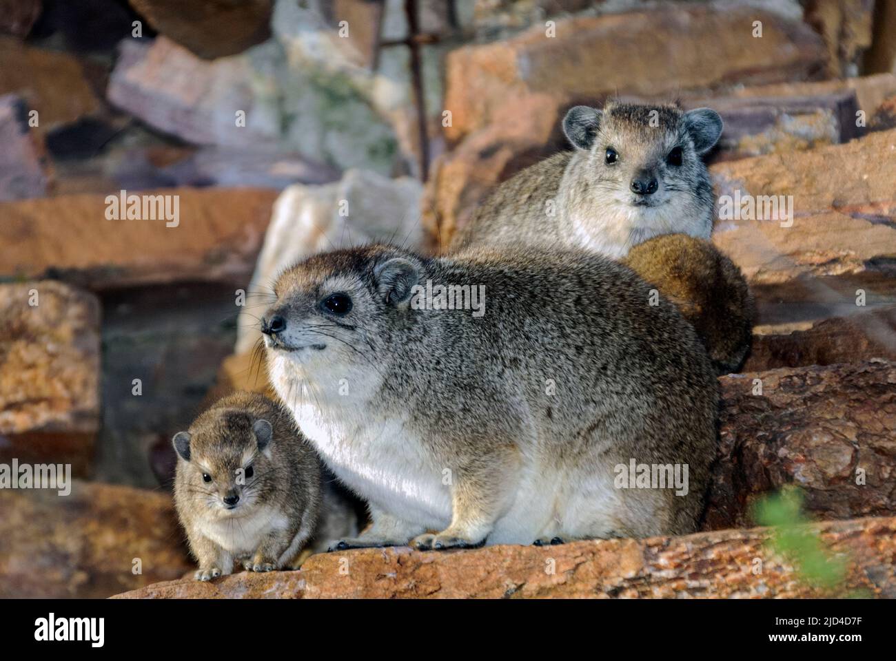 Klippegrevling hires stock photography and images Alamy