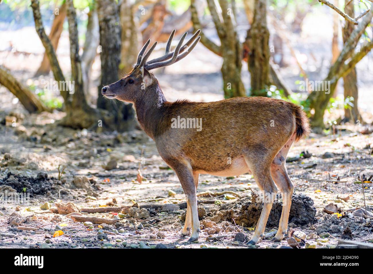 Rusahjort hi-res stock photography and images - Alamy