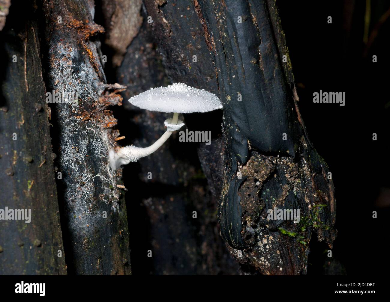 Mycelum and fruiting body of an unknown fungus growing on a log in the rainforest close to La Selva, Ecuador. Stock Photo