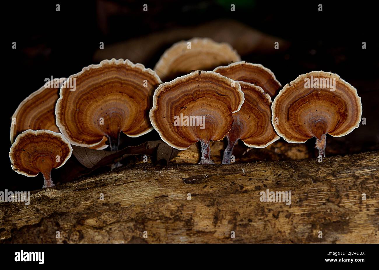 Bracket fungi (Microporus xanthopus) from Tabin, Sabah, Borneo Stock