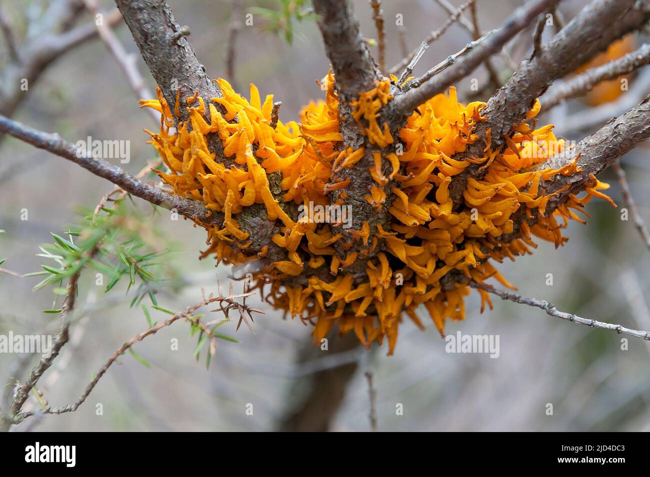 The jelley fungus Calocera cornea from south-western Norway in May Stock Photo