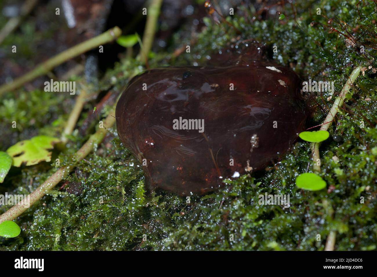 Slime moud (possibly Enteridium sp.) growing on a tree trunk in the rainforest of eastern Ecuador. Stock Photo