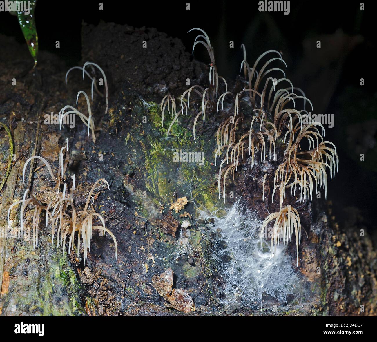 Coral fungus (possibly Clavaria sp.) from the rainforest floor of eastern Ecuador. Do note that both the mycele and fruit bodies are visible. Stock Photo