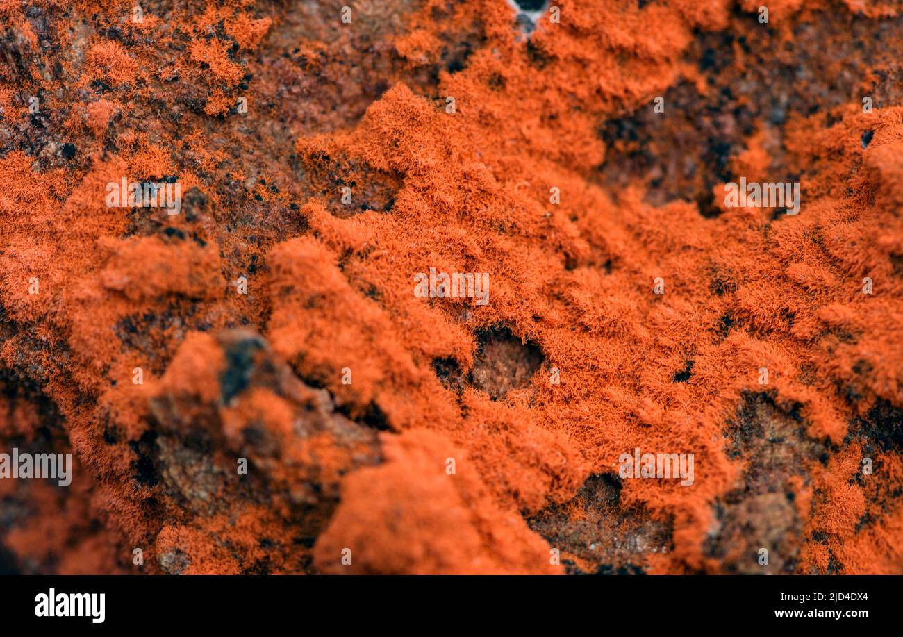 Wasp net slime mold (Metatrichia vesparium) from Lierne National Park (Trøndelag, Norway). Stock Photo