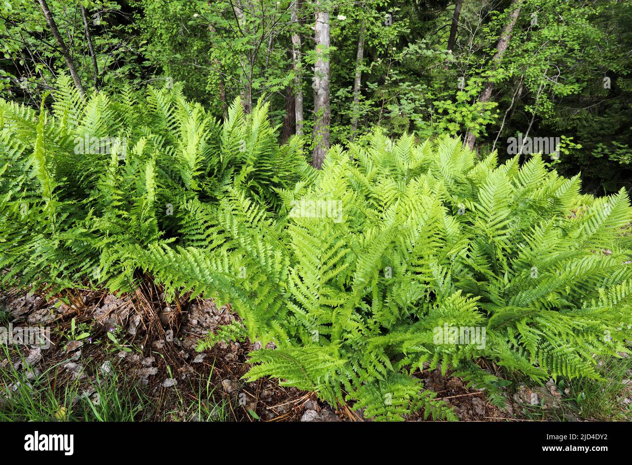Male fern Stock Photo
