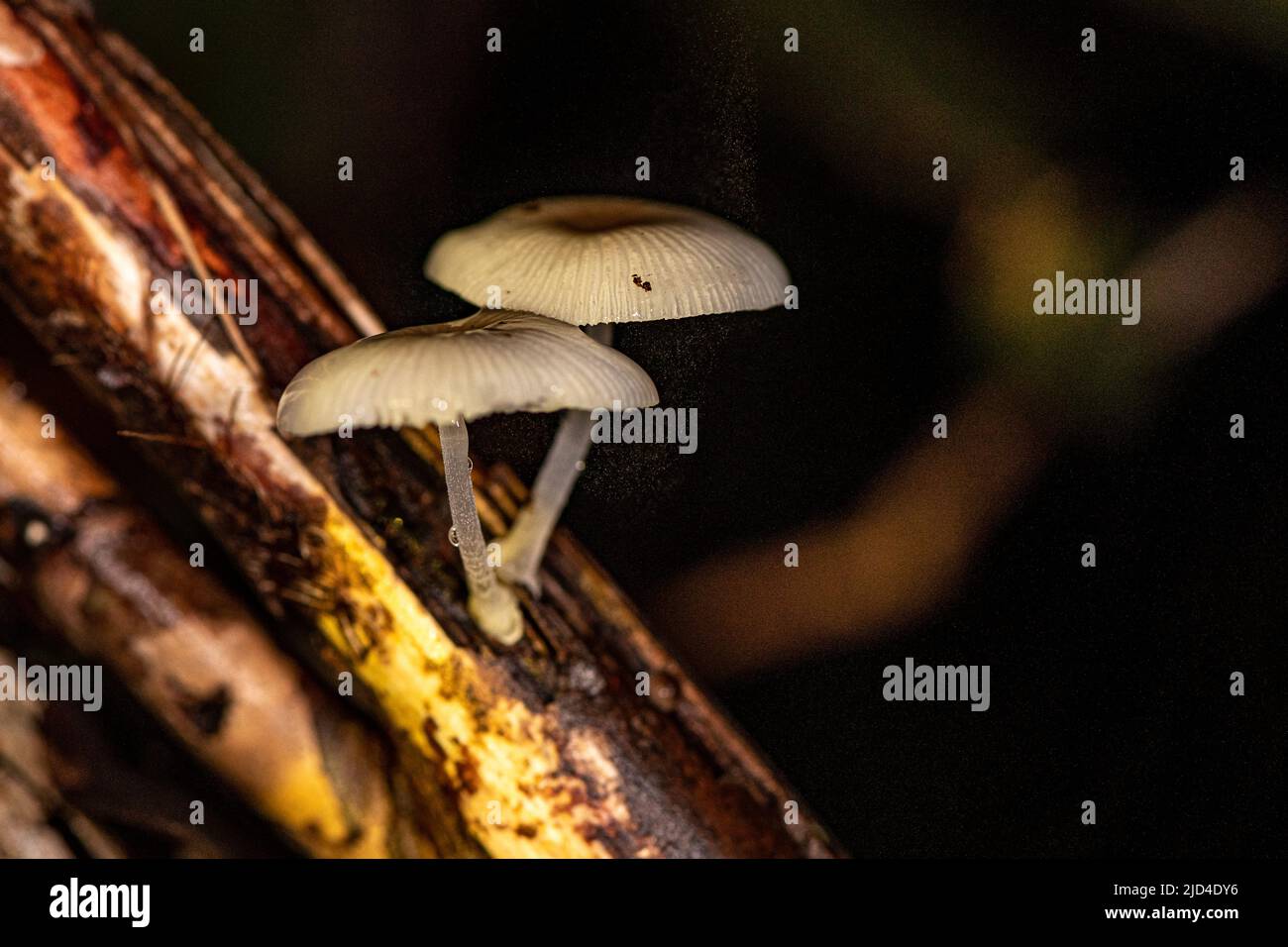 Fungi from the genus Mycena (probably M. chlorophos) has the potential of shining bioluminescent light. Photo from Tanjung Puting National Park, Kalim Stock Photo