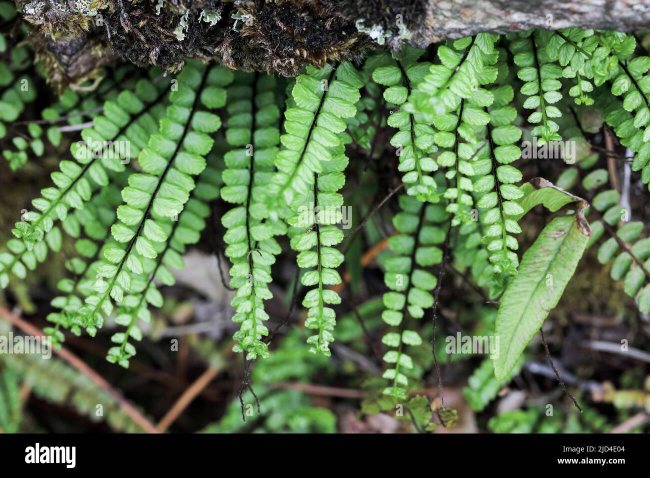 Maidenhair spleenwort Stock Photo