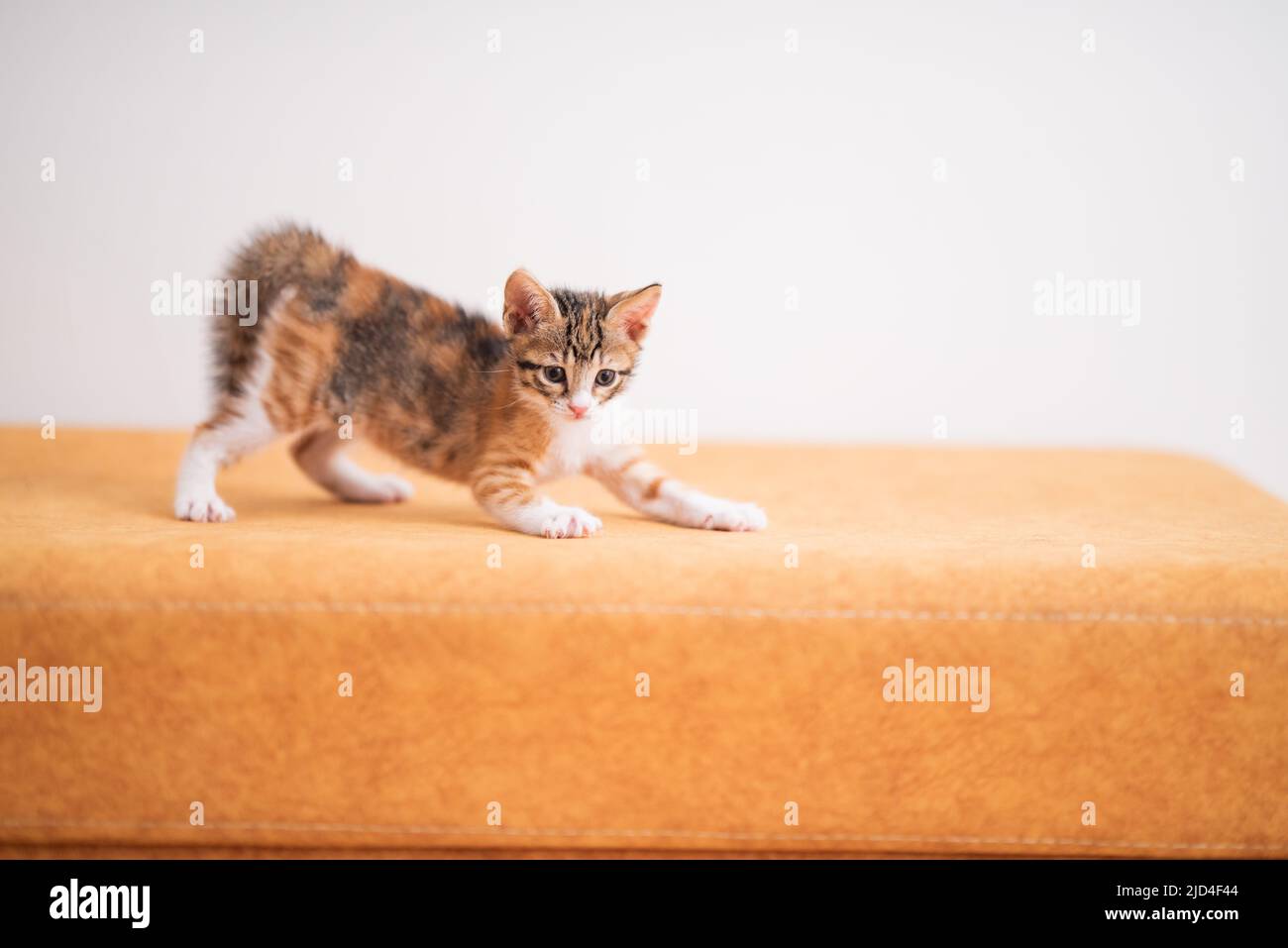 Tabby kitten with fluffed up tail scared portrait Stock Photo