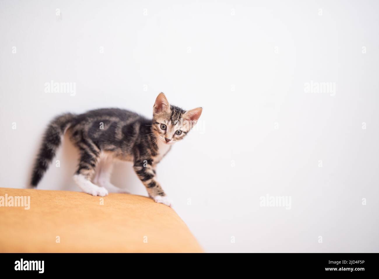 Tabby kitten with fluffed up tail scared portrait Stock Photo