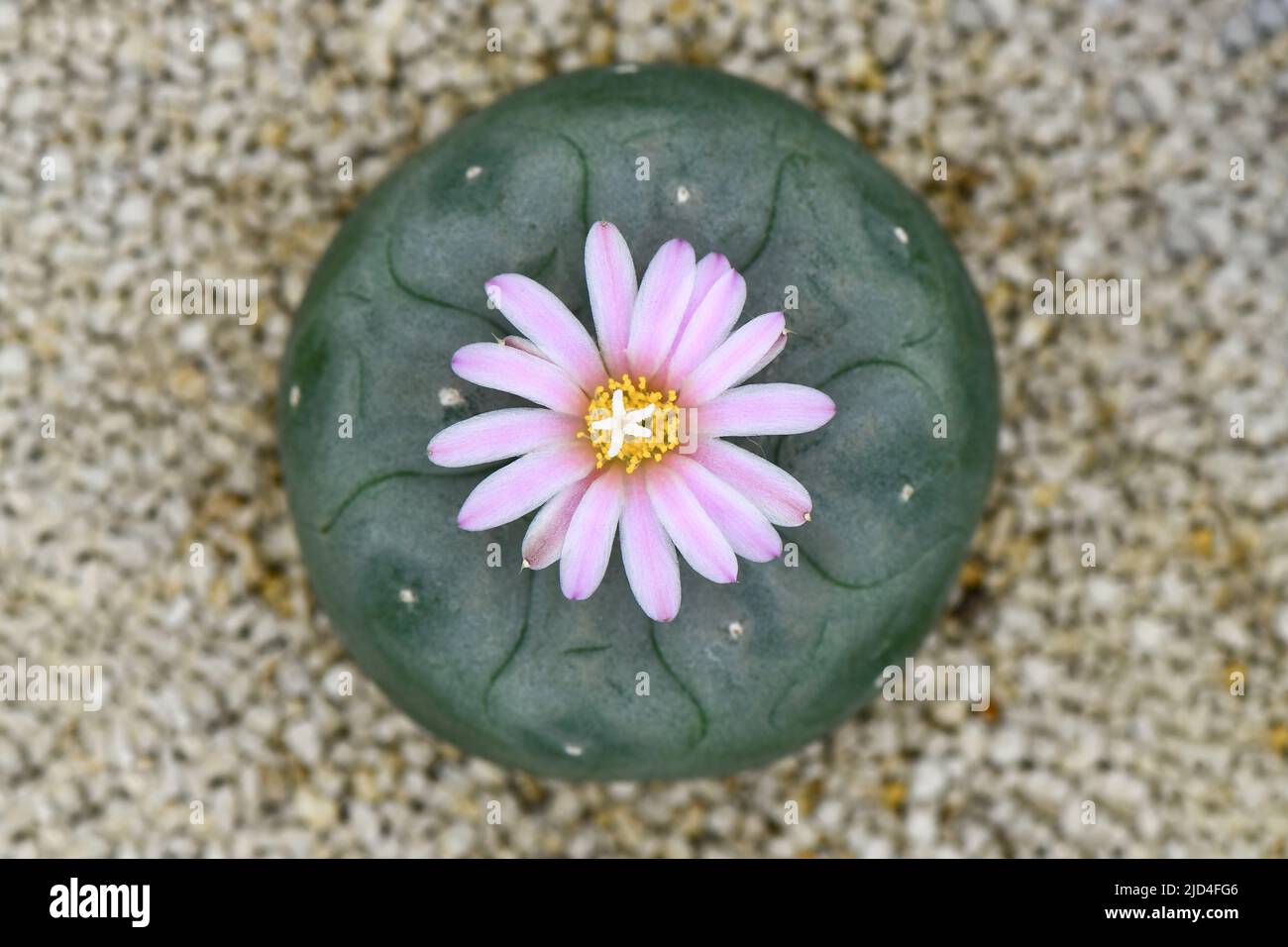 Lophophora fredicii with pink blossom flower on pumice stone background. Stock Photo