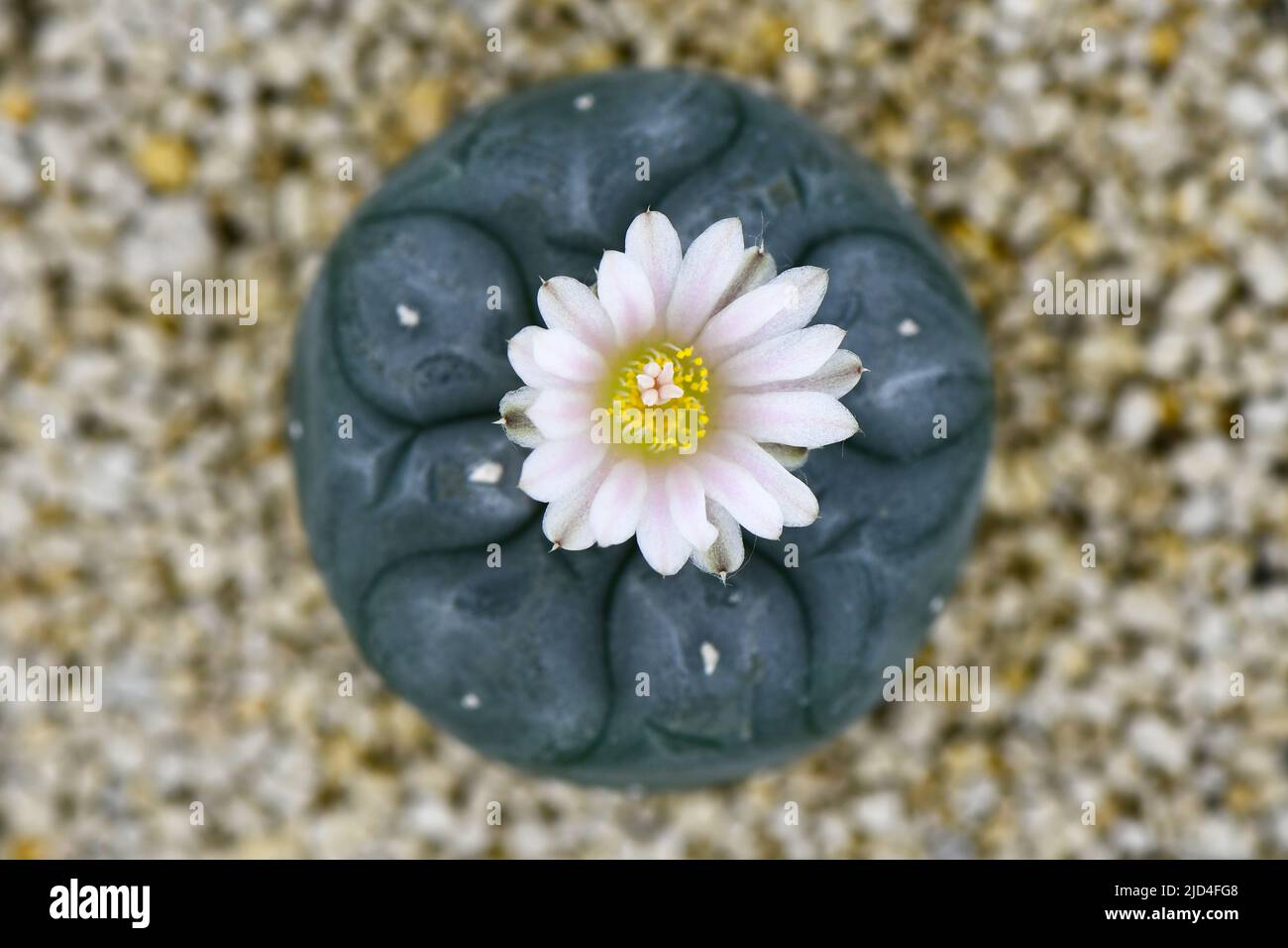 Lophophora williamsii or Peyote with pale pink blossom flower on pumice stone background. Stock Photo