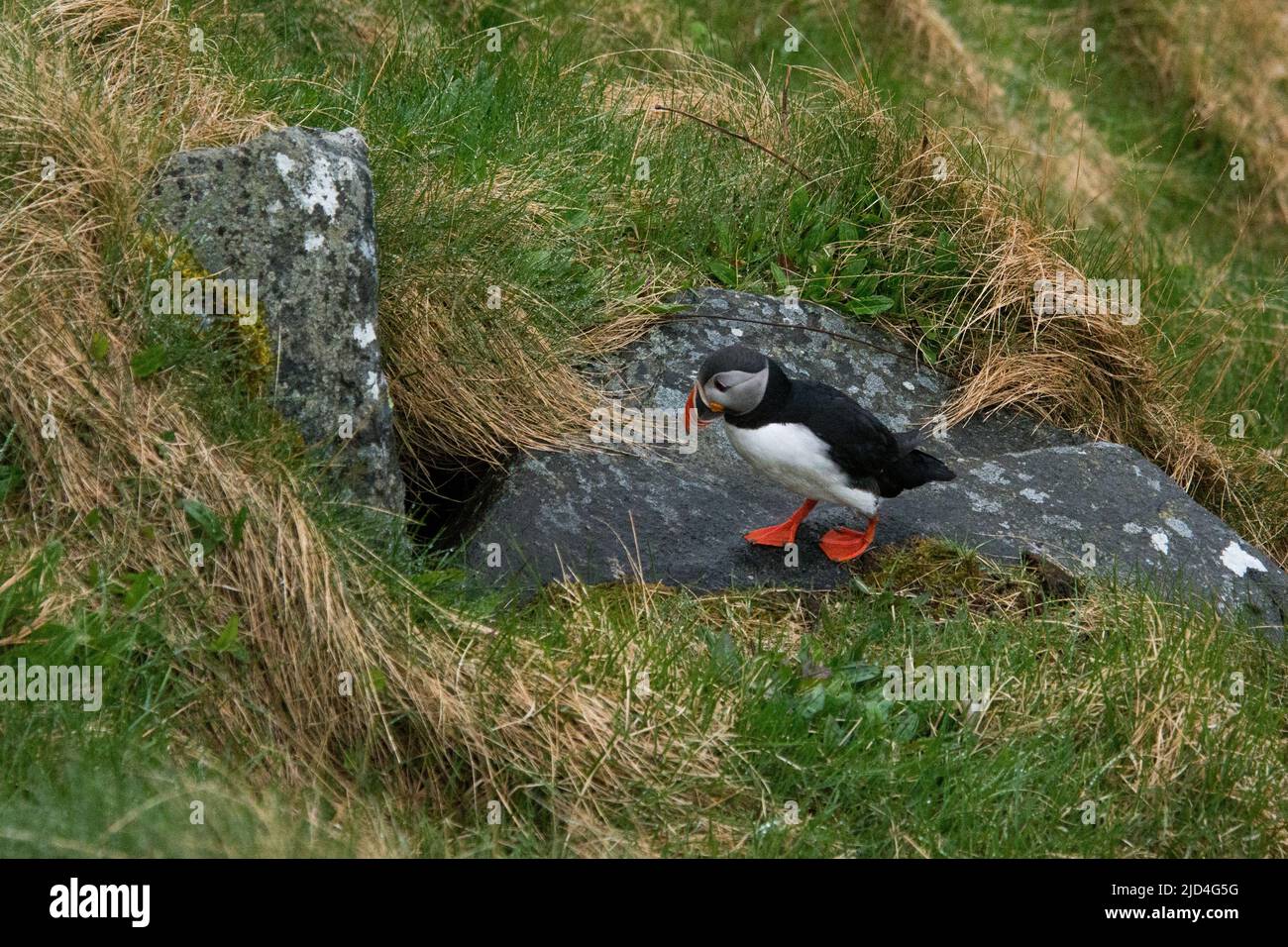 Atlantic Puffin approaching his nesting hole at Runde island at the West coast of Norway in the Norwegian Sea. Stock Photo