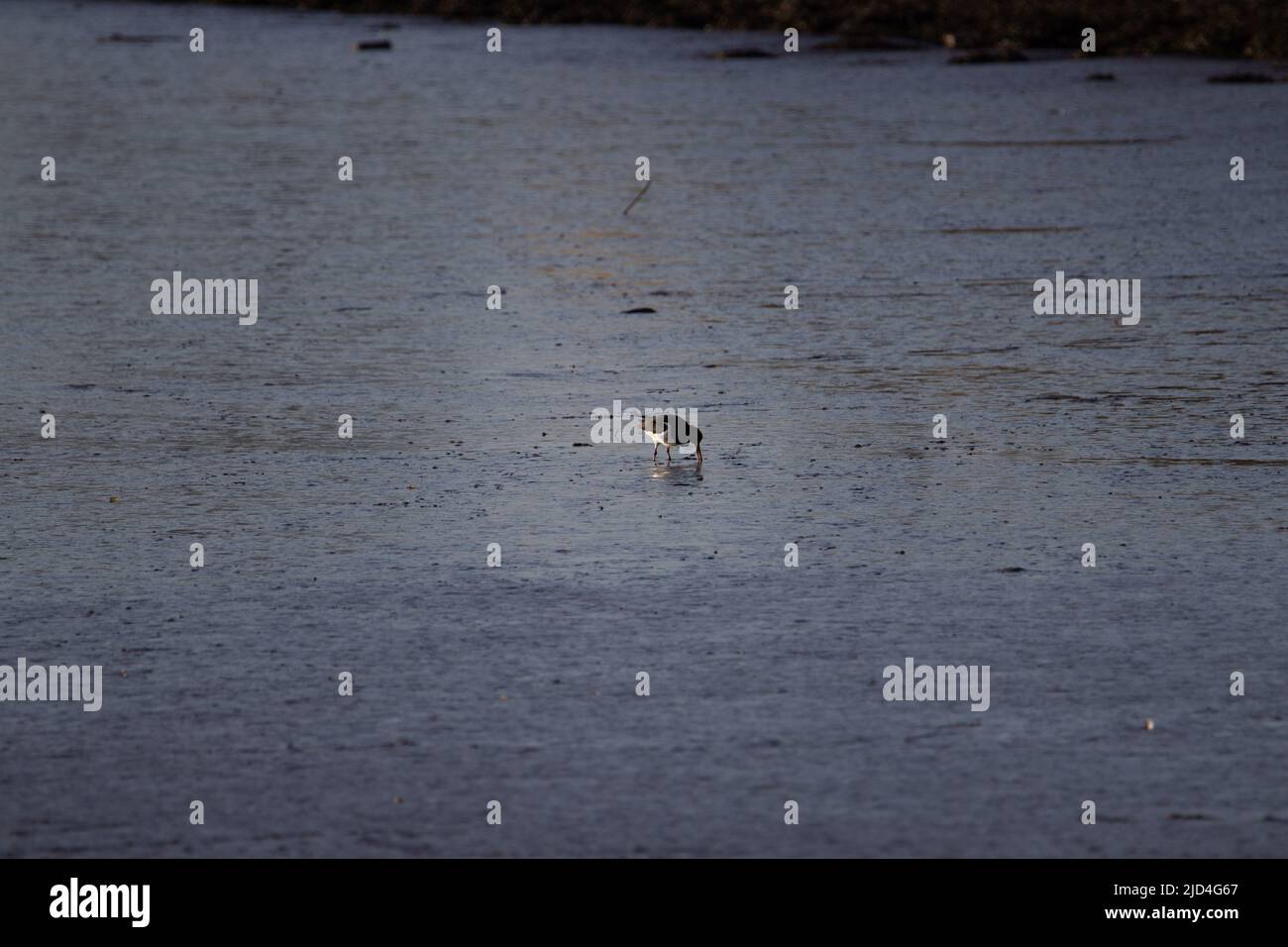 Oystercatcher Haematopus Ostralegus Searching For Food On A Lonely oystercatcher-haematopus-ostralegus-searching-for-food-on-a-lonely