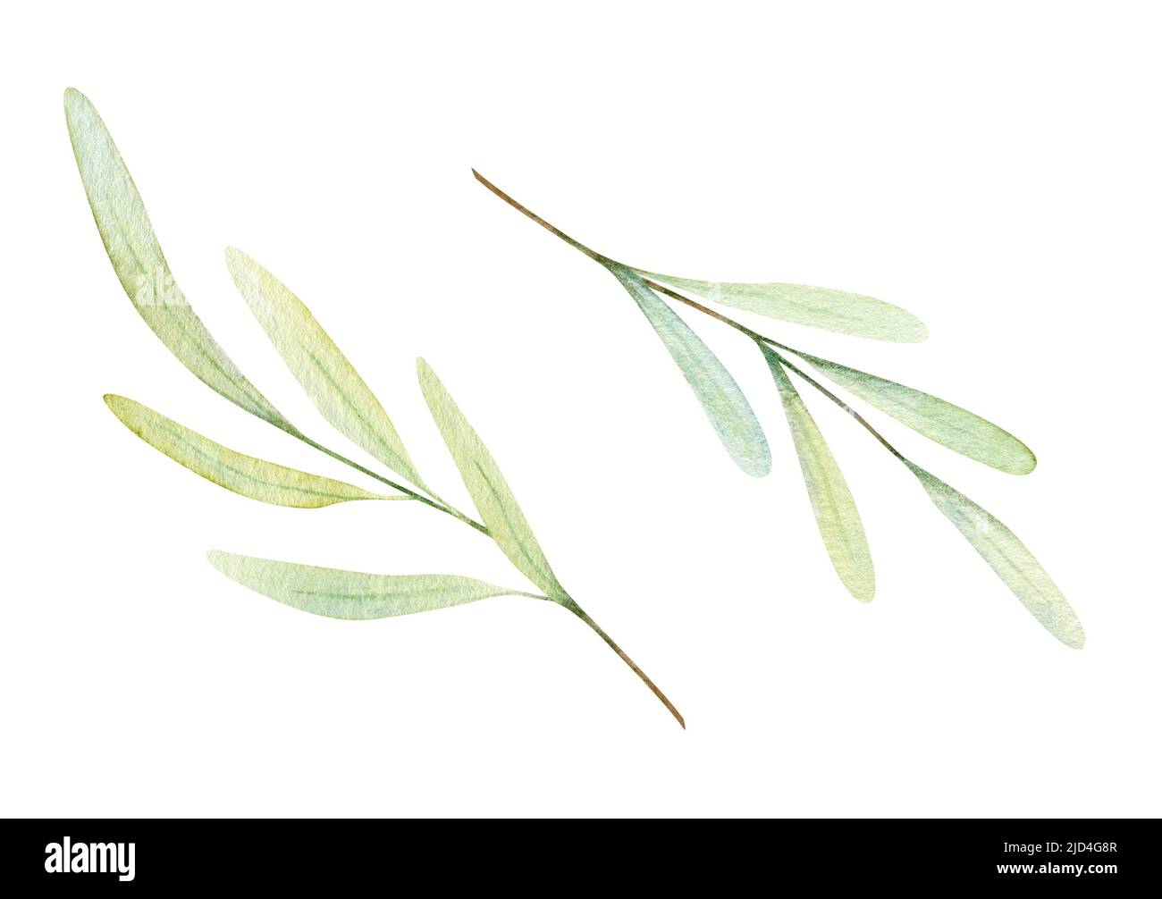 Watercolor olive branch. Greenery illustration isolated on white ...