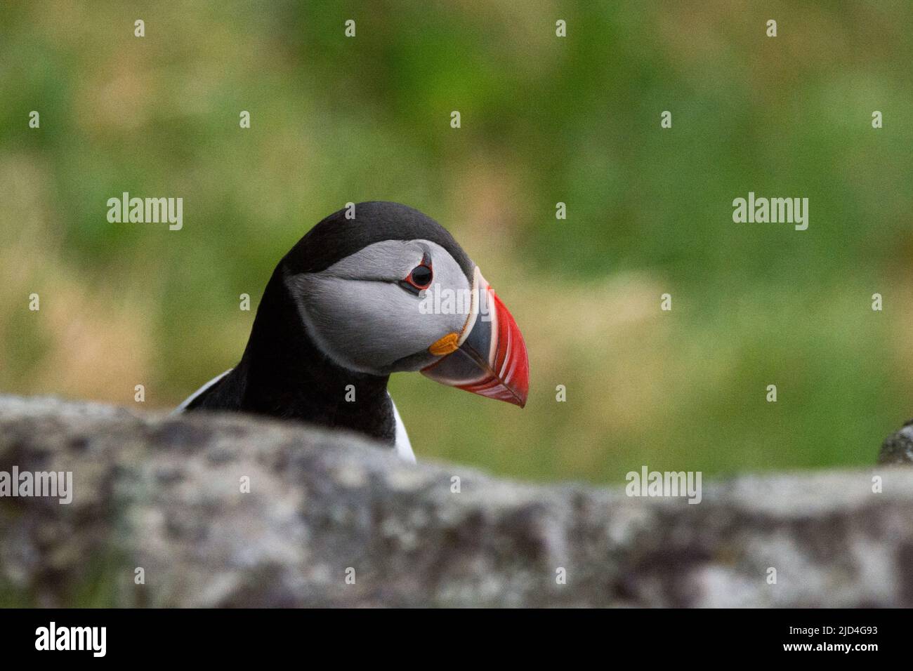 Atlantic Puffin on nesting site at Runde island at the West coast of Norway in the Norwegian Sea. Stock Photo