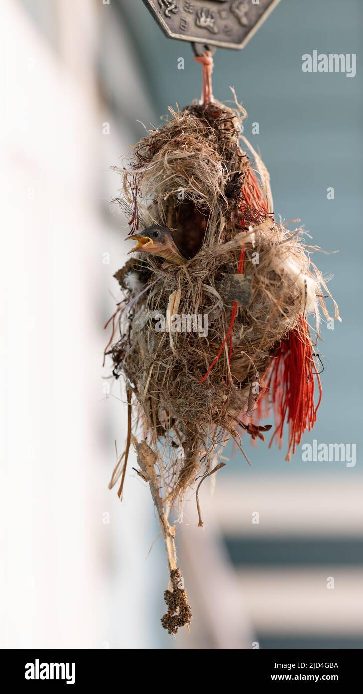 Close-up Olive-Backed Sunbird in Nest Isolated on Blurry Background Stock Photo