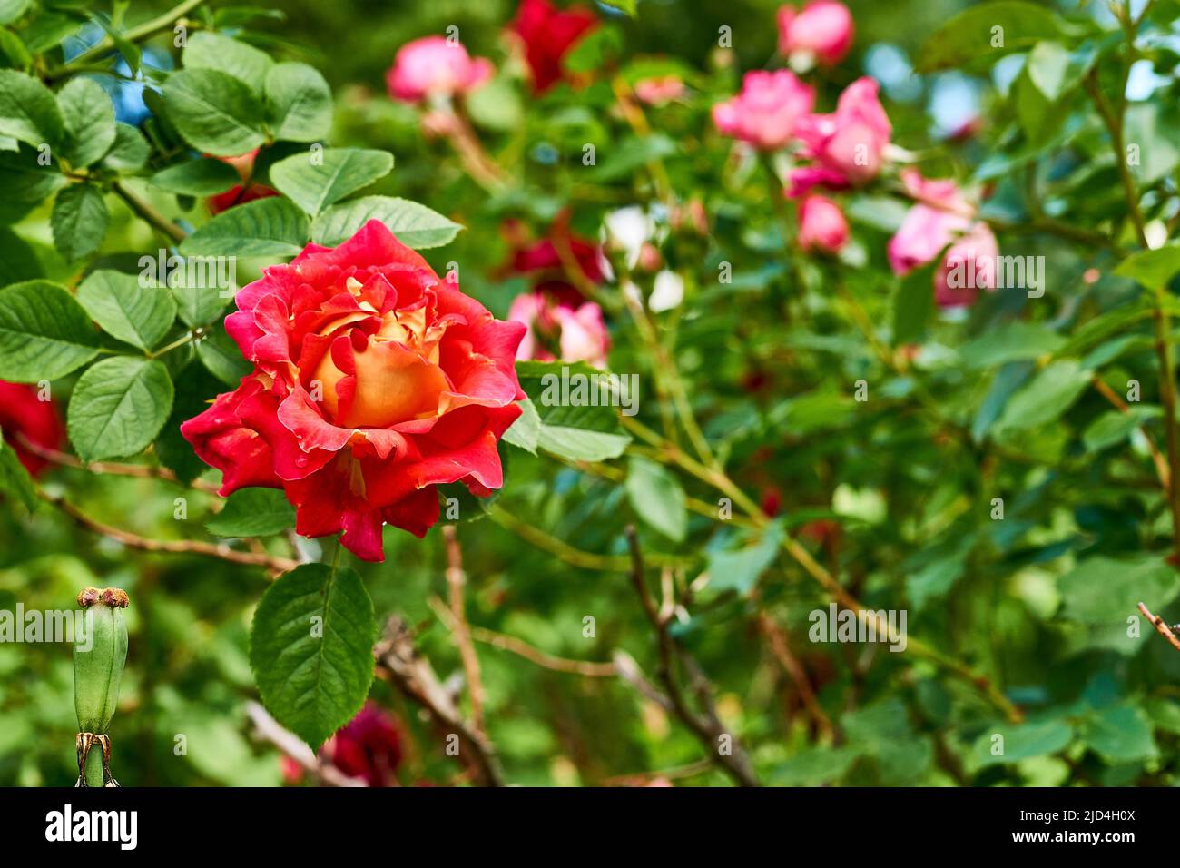 Red rose high and magic family on a warm green sunny Stock Photo - Alamy