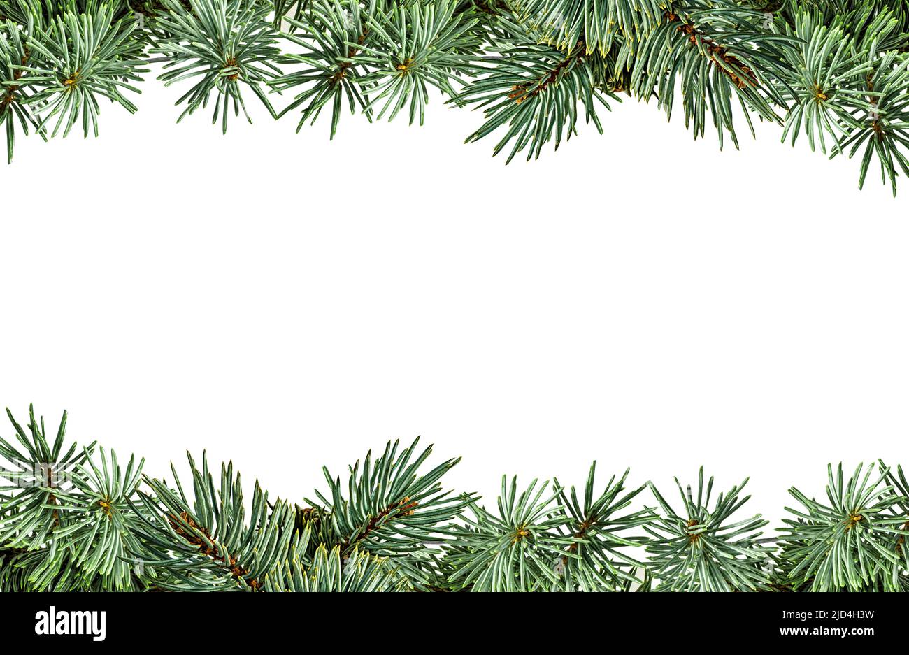 Fir tree branch isolated on white background Stock Photo - Alamy