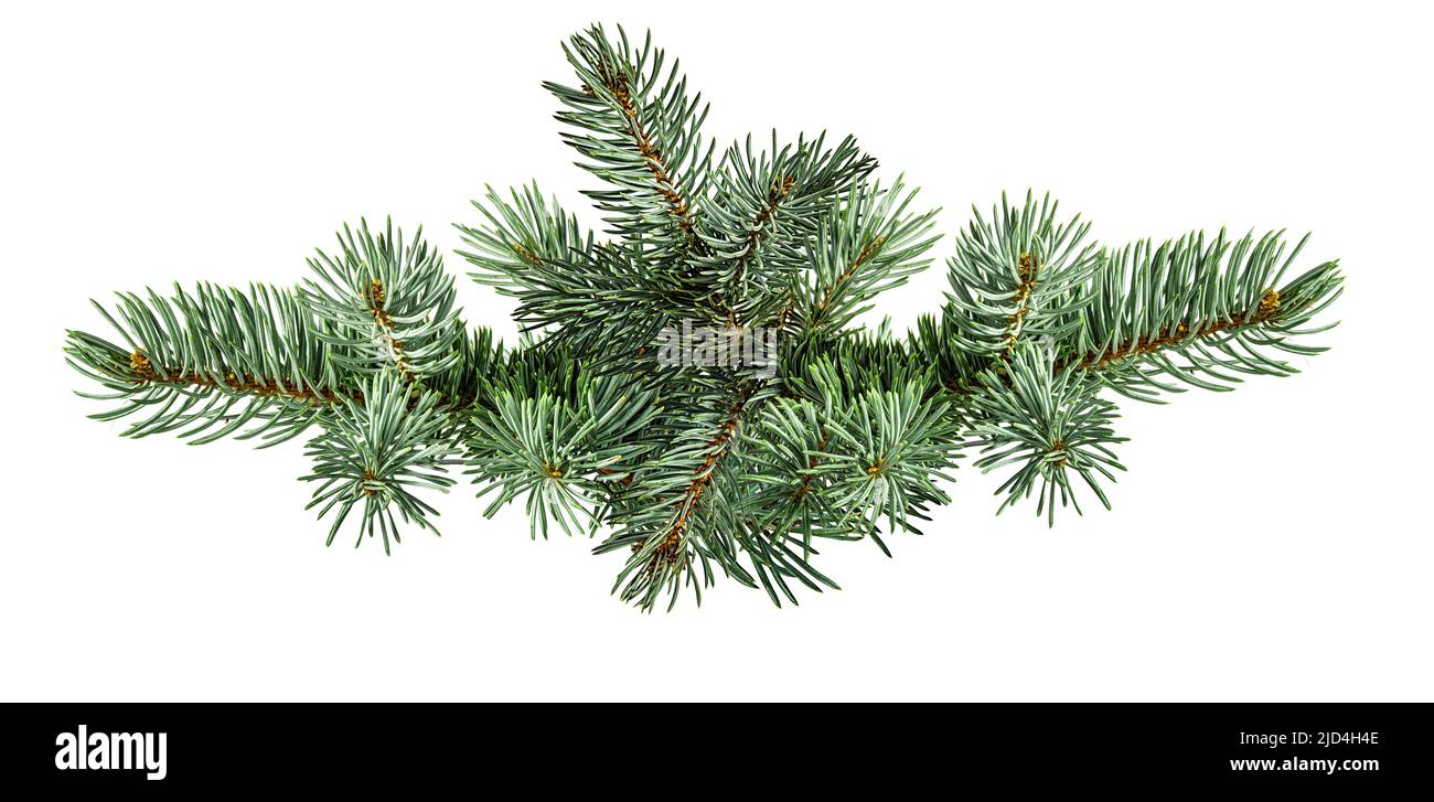 Fir tree branch isolated on white background Stock Photo - Alamy