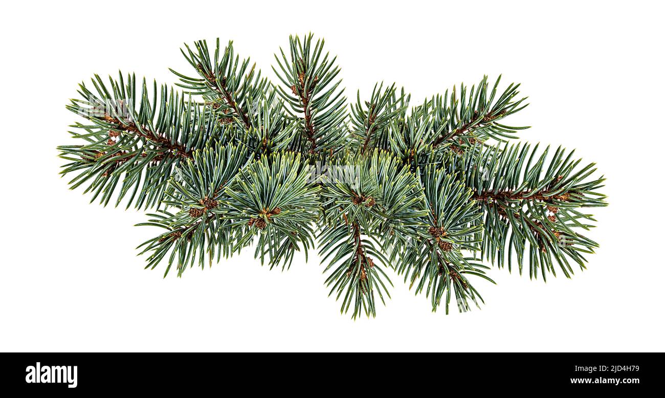 Fir tree branch isolated on white background Stock Photo - Alamy