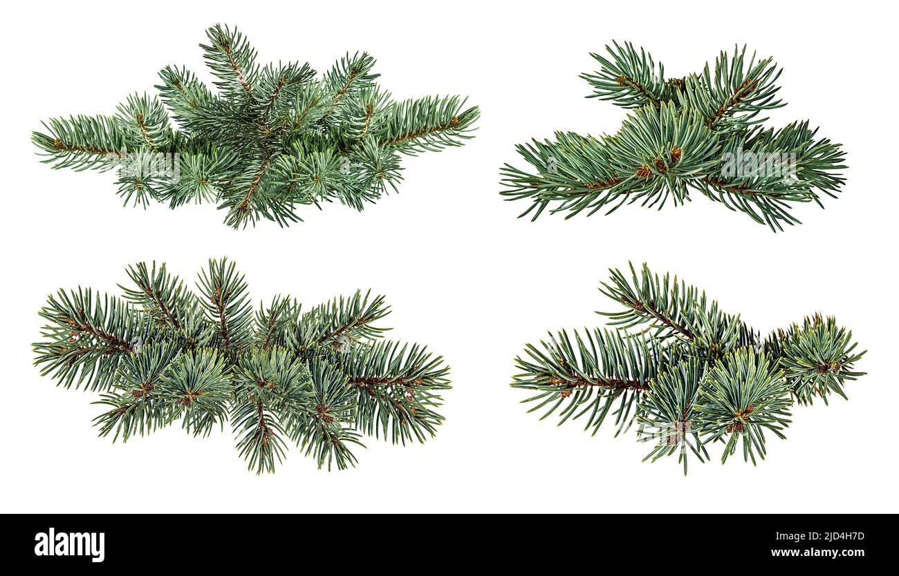 Fir tree branch isolated on white background Stock Photo - Alamy