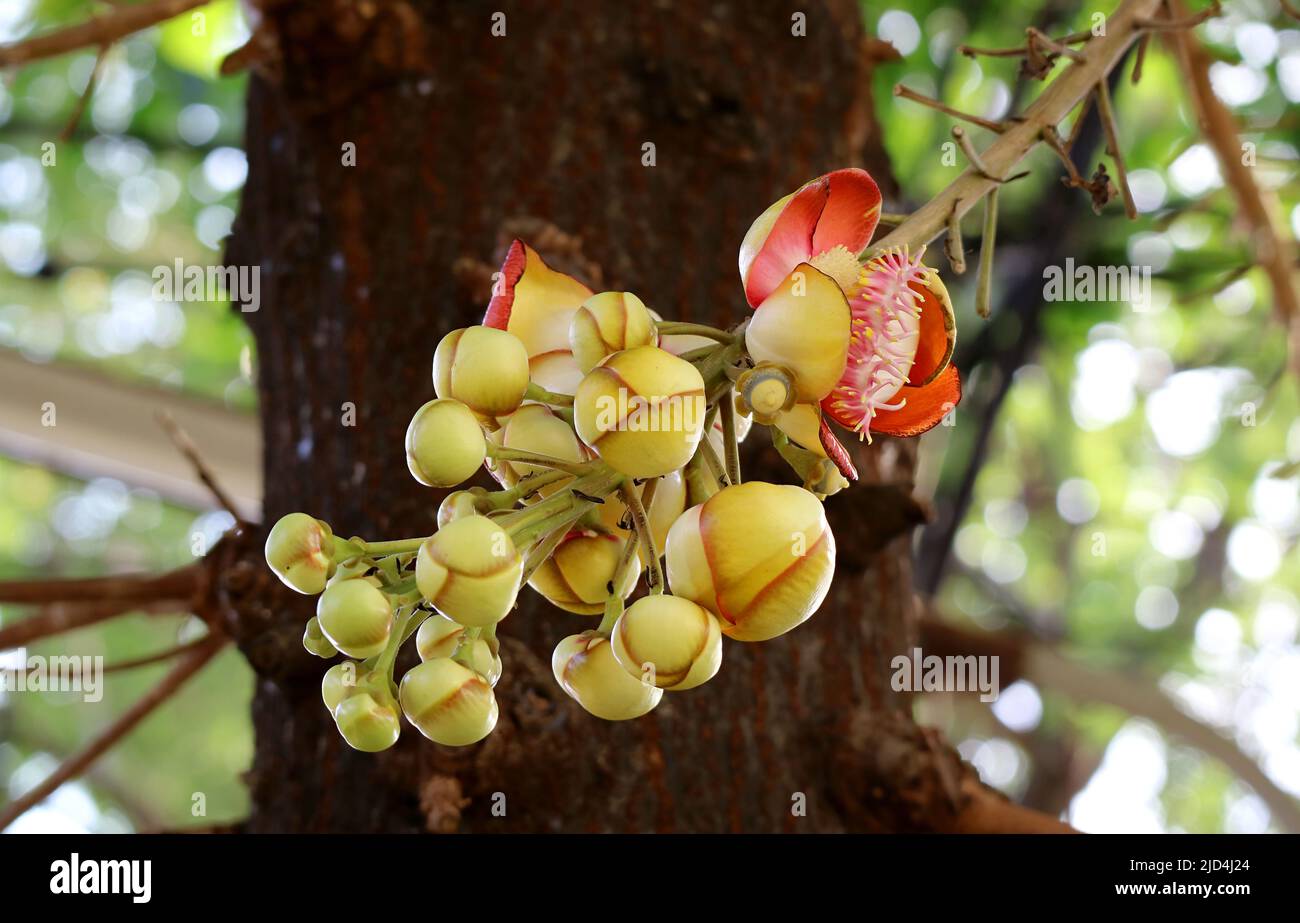 Closeup a Bunch of Amazing Shorea Robusta or Sal Flower Buds Growing on the Tree Stock Photo