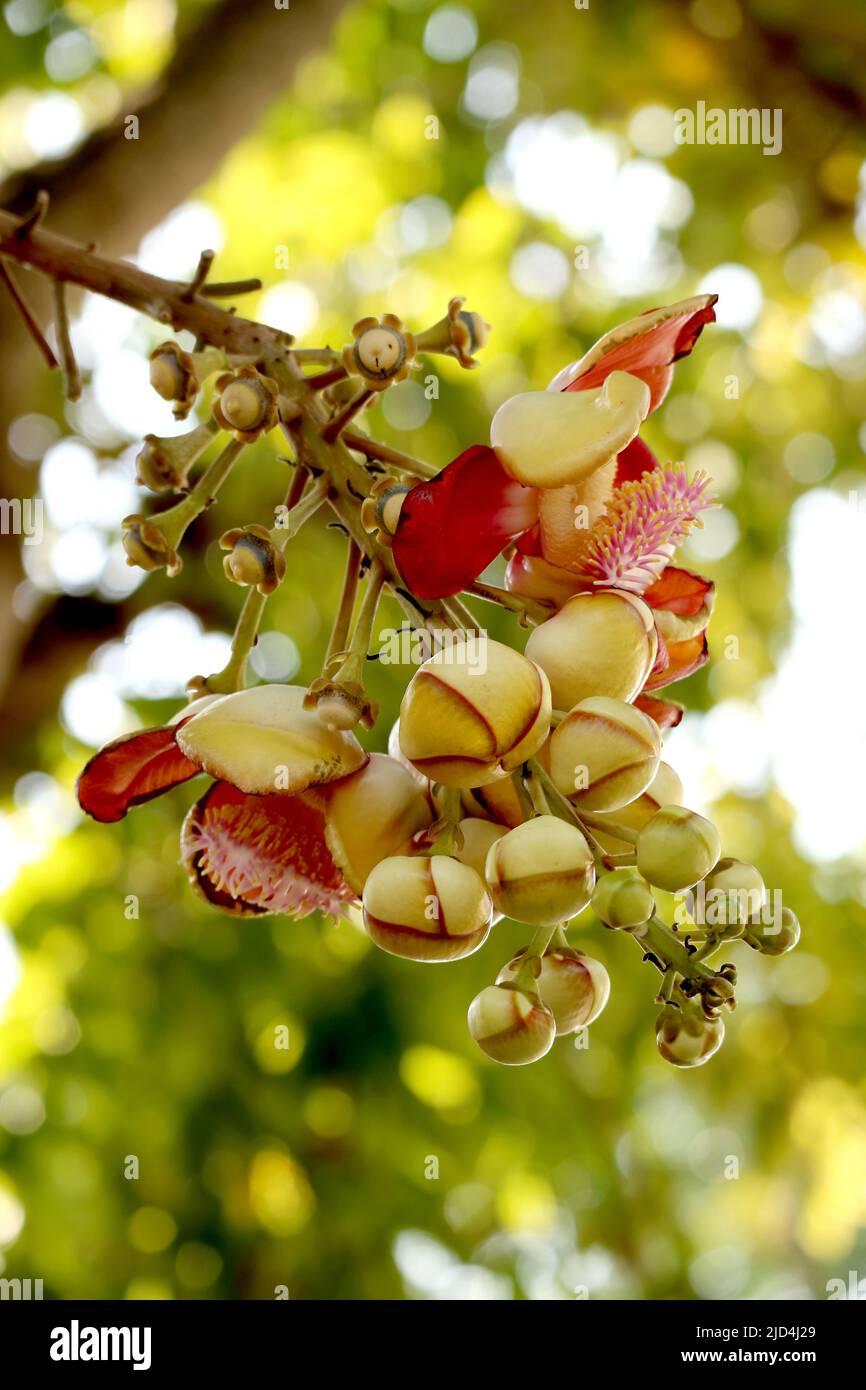 Bunch of Beautiful Sal Flower or Shorea Robusta Growing on the Tree Stock Photo