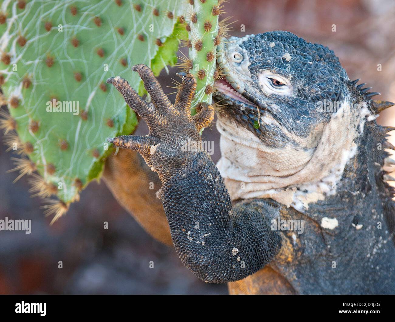 Galapagos land iguana (Conolophus subcristatus) feeding on cactus on