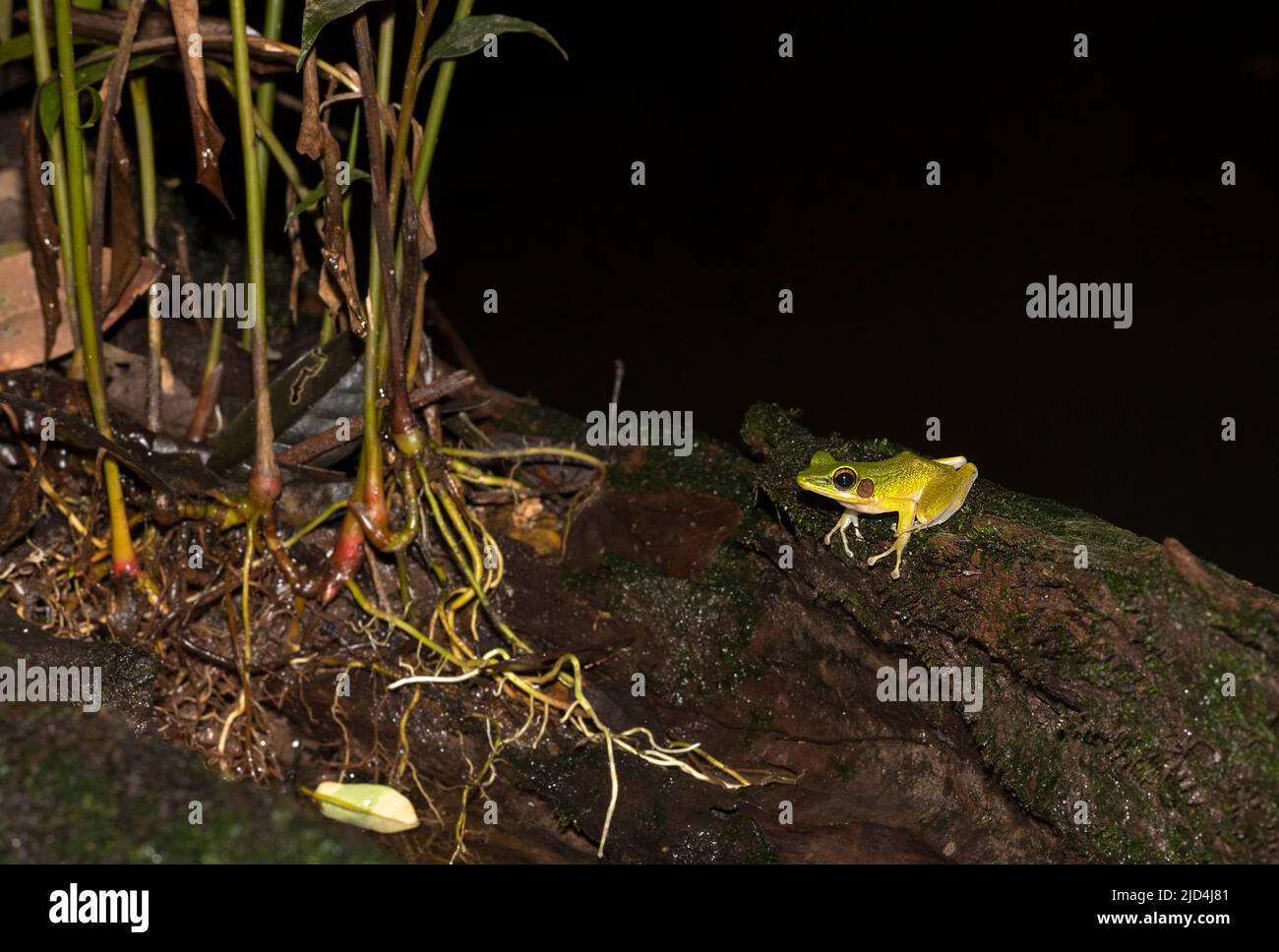 Jade-backed Stream Frog (Hylarana raniceps) from Kuban National Park, Sarawak, Borneo Stock Photo