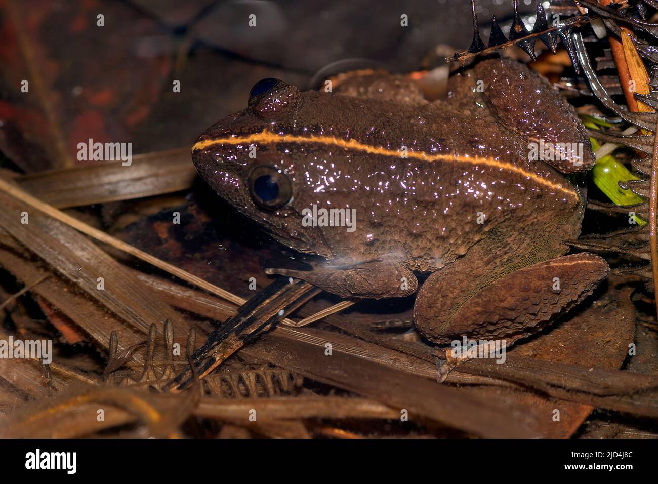 Yellow bellied puddle frog (Occidozyga laevis) from Kuban National Park