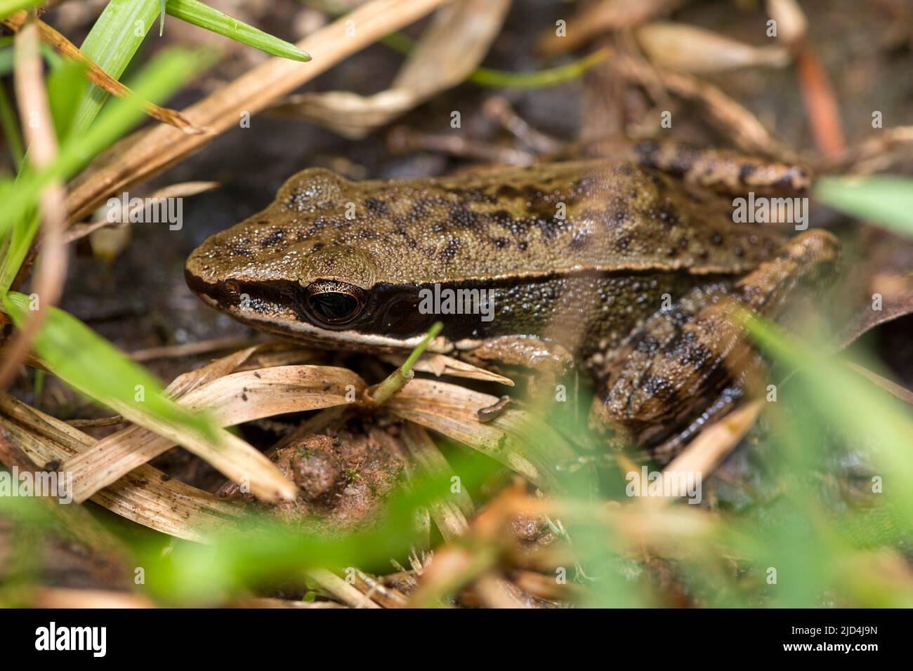 Cricket Frog (Hylarana nicobariensis) from Deramakot Forest Reserve, Sabah, Borneo. Stock Photo