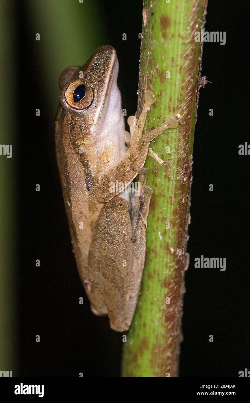 Four-lined Tree Frog (Polypedates leucomystax) from Danum Valley, Sabah, Borneo. Stock Photo