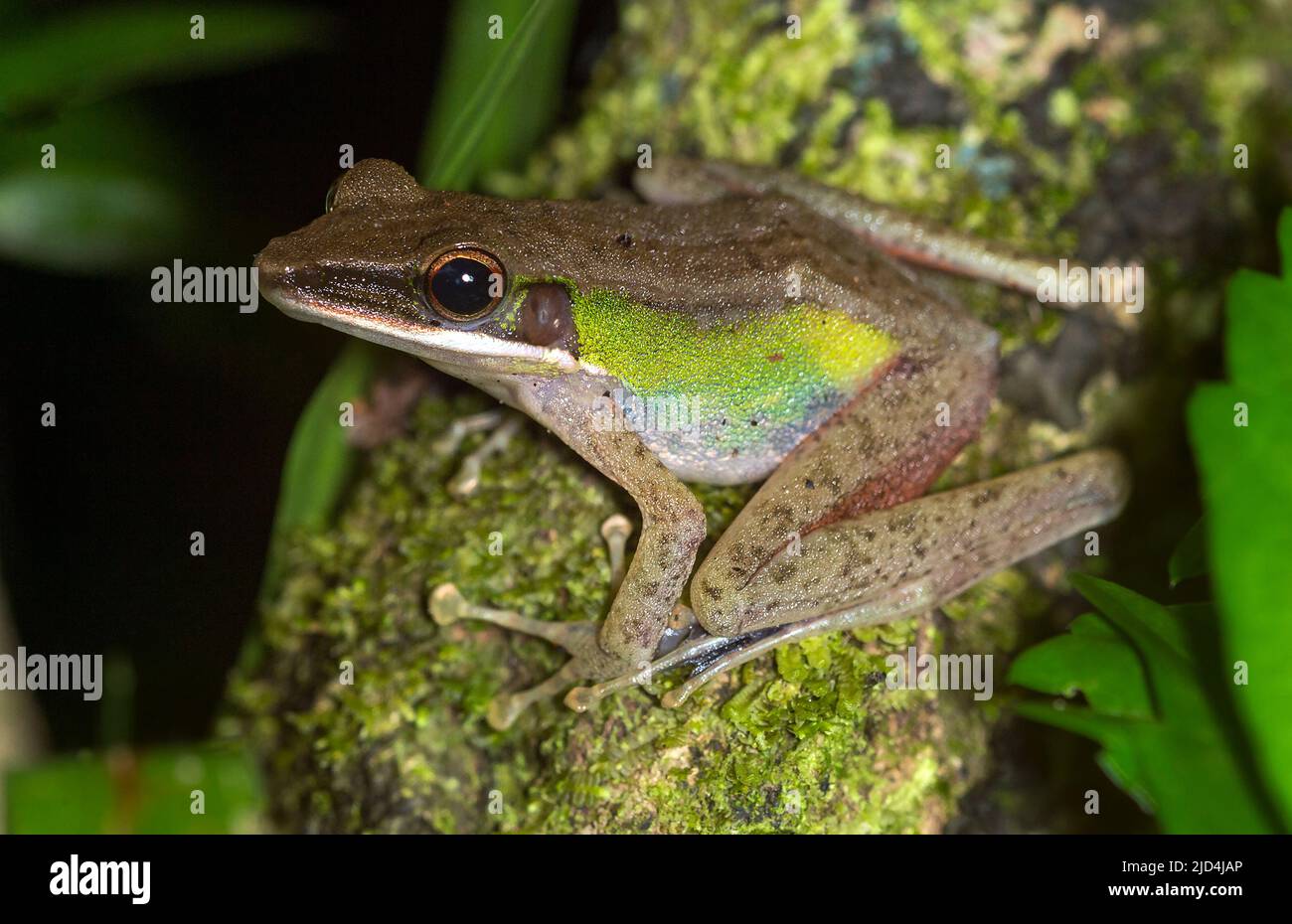 Cricket Frog (Hylarana nicobariensis) from Tabin Wildlife Reserve, Sabah, Borneo. Stock Photo