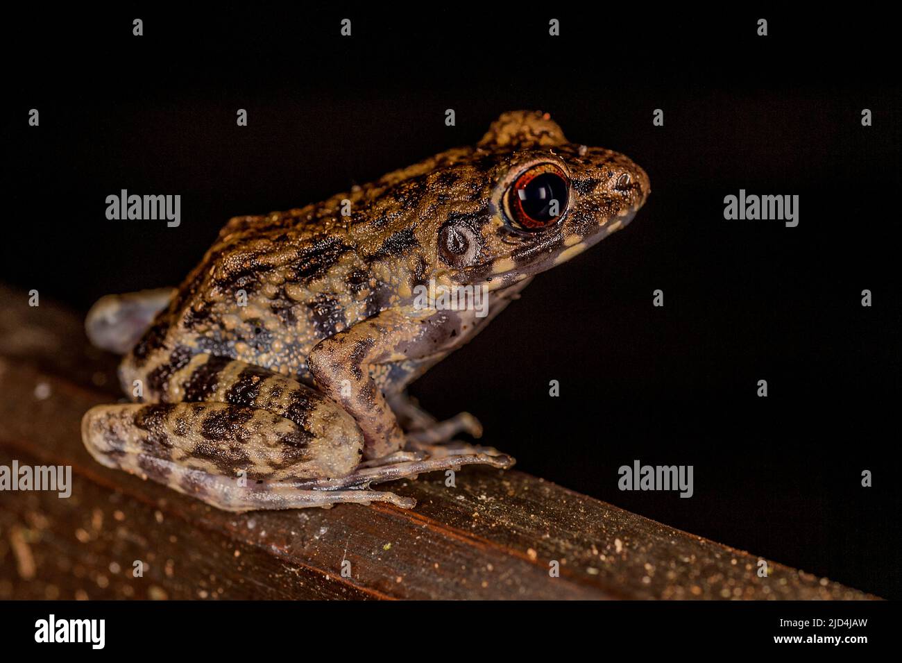 Rough-sided frog (Hylarana glandulosa) from Kinabatangan, Sabah, Borneo Stock Photo