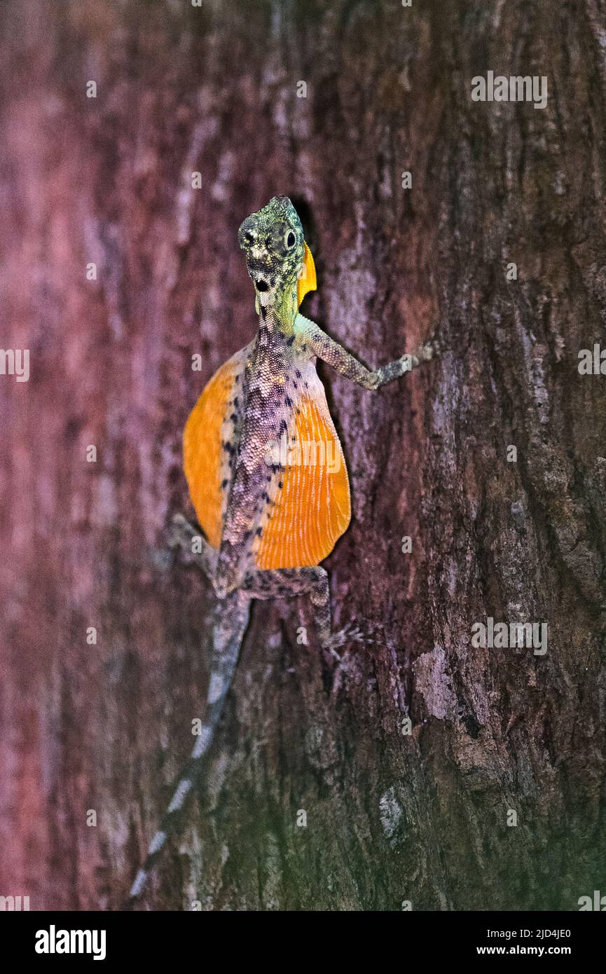 Draco lineatus spilonotus hires stock photography and images Alamy