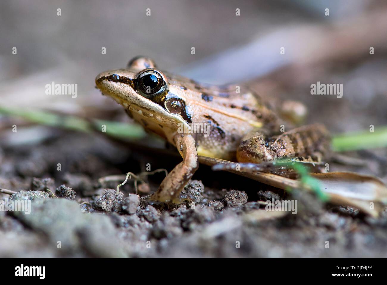 Small frog, probably from the genus Gephyromantis, from Nahampoana Private Reserve, Madagascar. Stock Photo