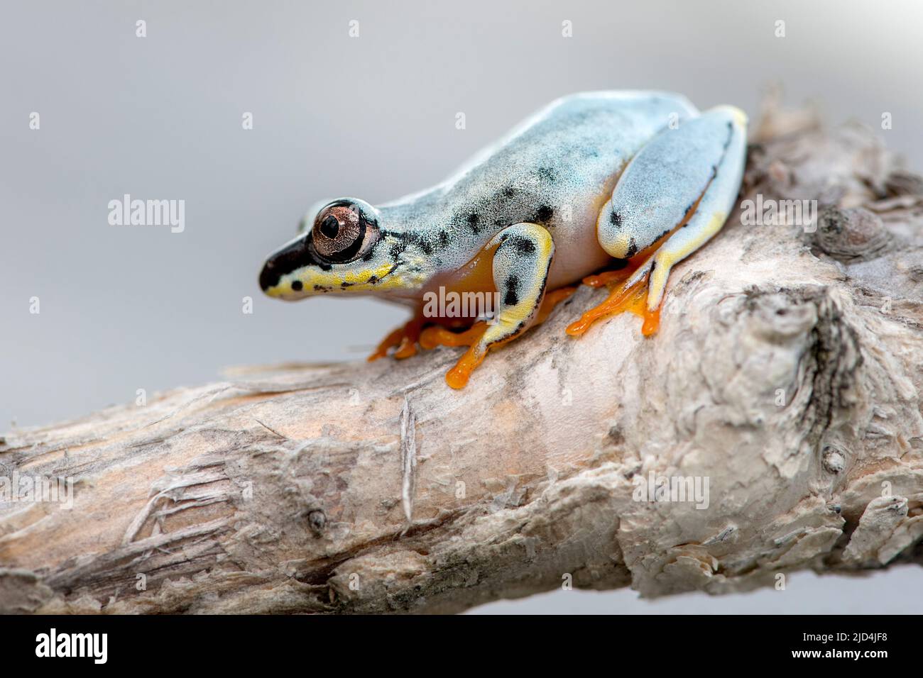 Powder blue reed frogs hi-res stock photography and images - Alamy