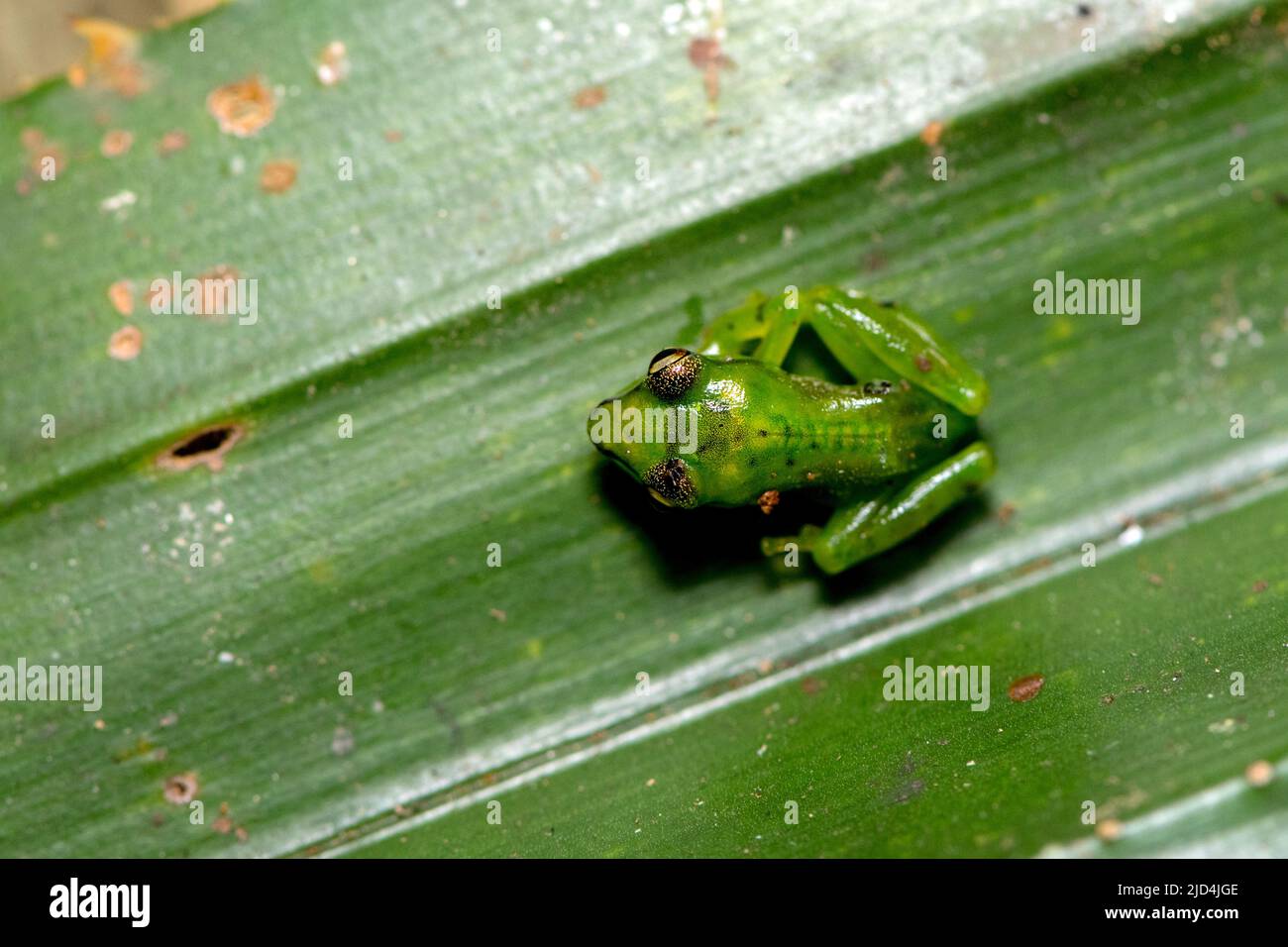 The Pandanus frog (Guibemantis pulcher) from Andasibe, Madagascar Stock ...