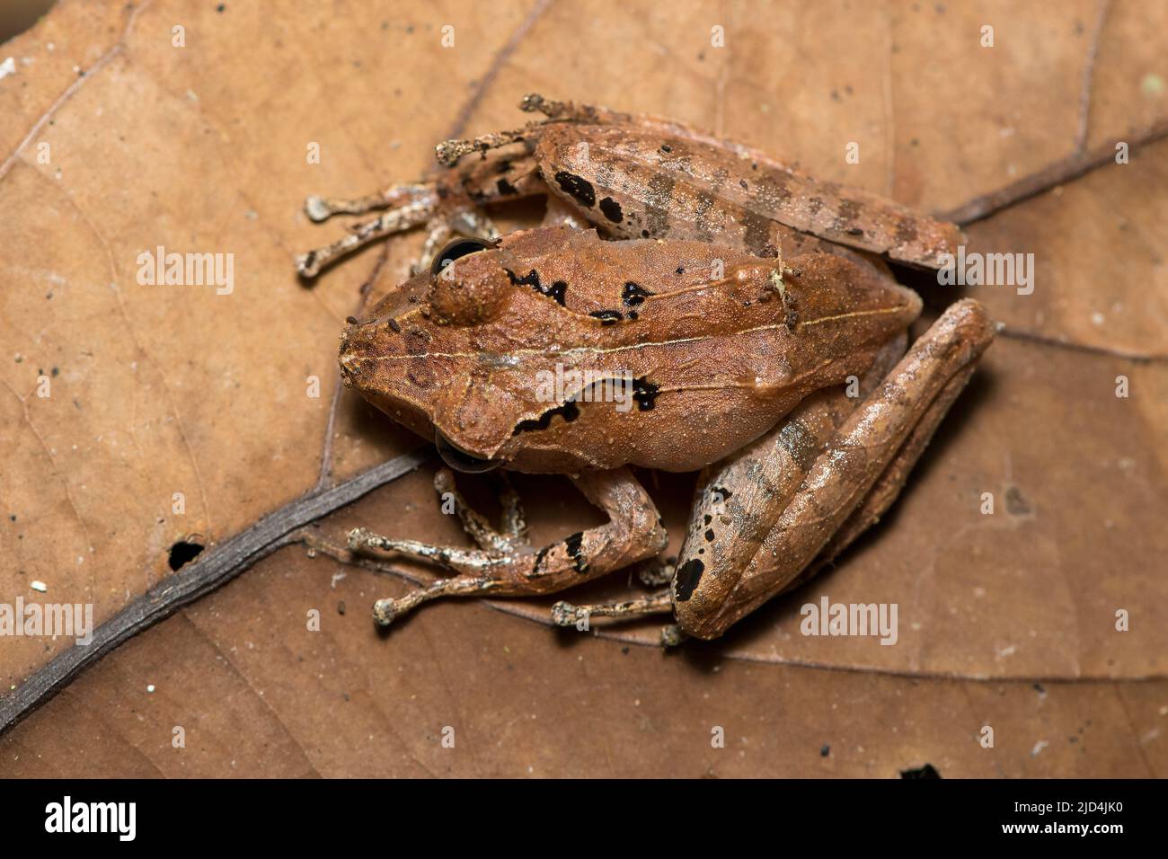 Engraved bridge frog (Gephyromantis sculpturatus) from Andasibe, eastern Madagascar. Stock Photo